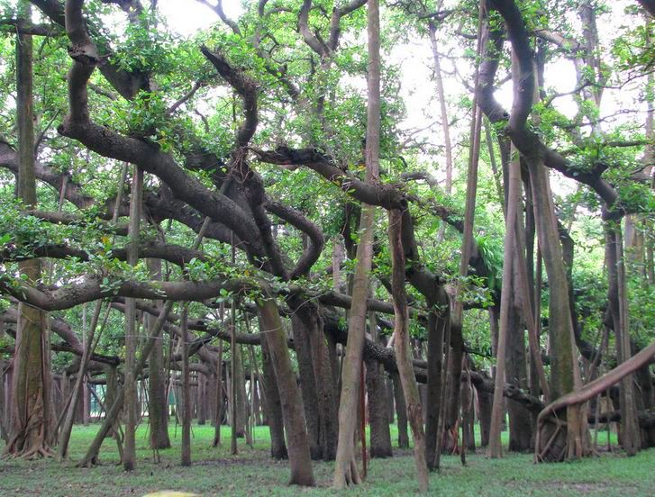 The Great Banyan Tree Kolkata