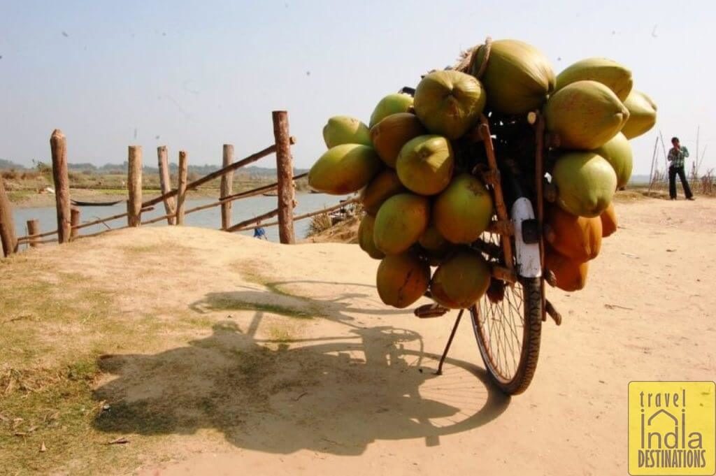 Coconut Delivery Cycle
