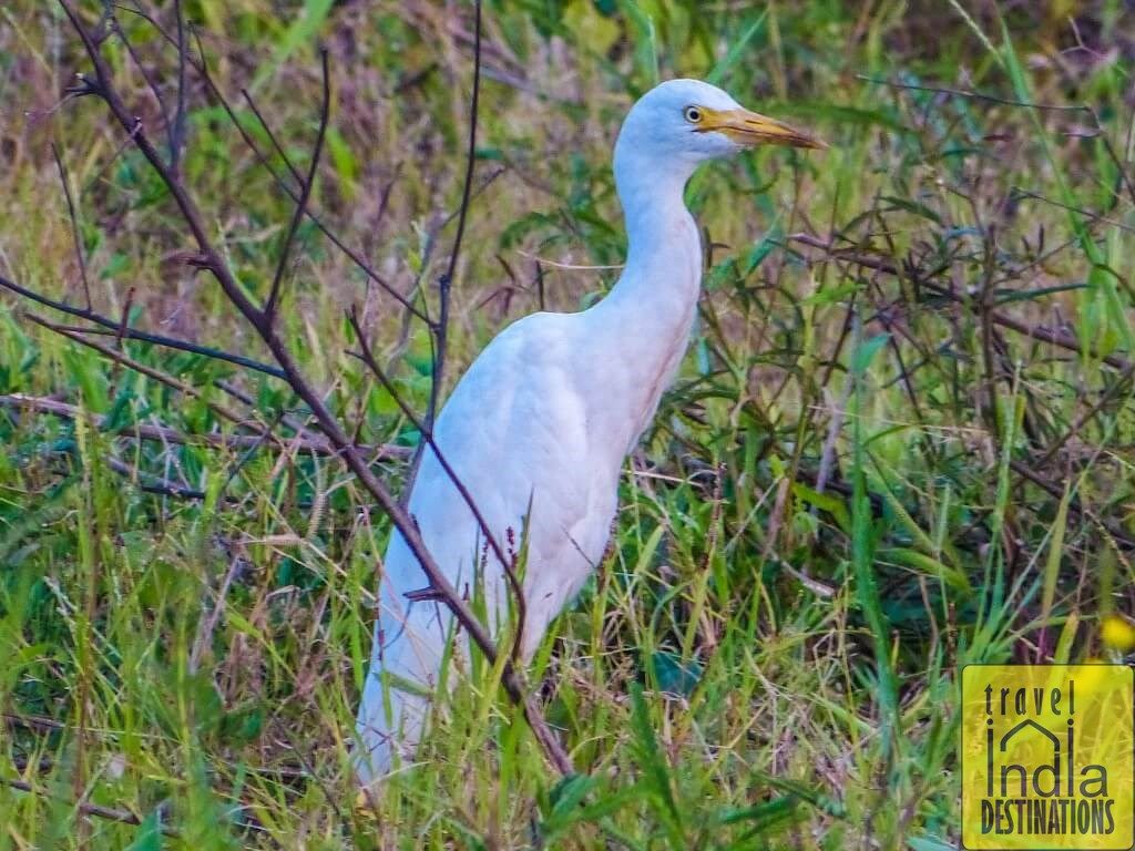 Cattle Egret in Vasai
