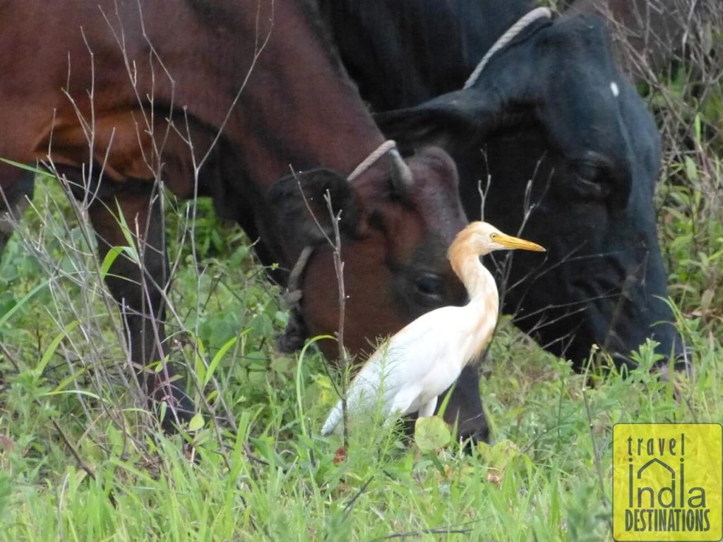 Cattle Egret with Cattles