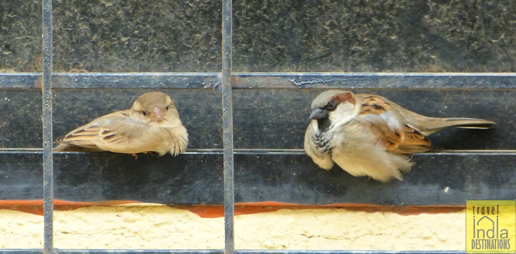 Indian House Sparrow