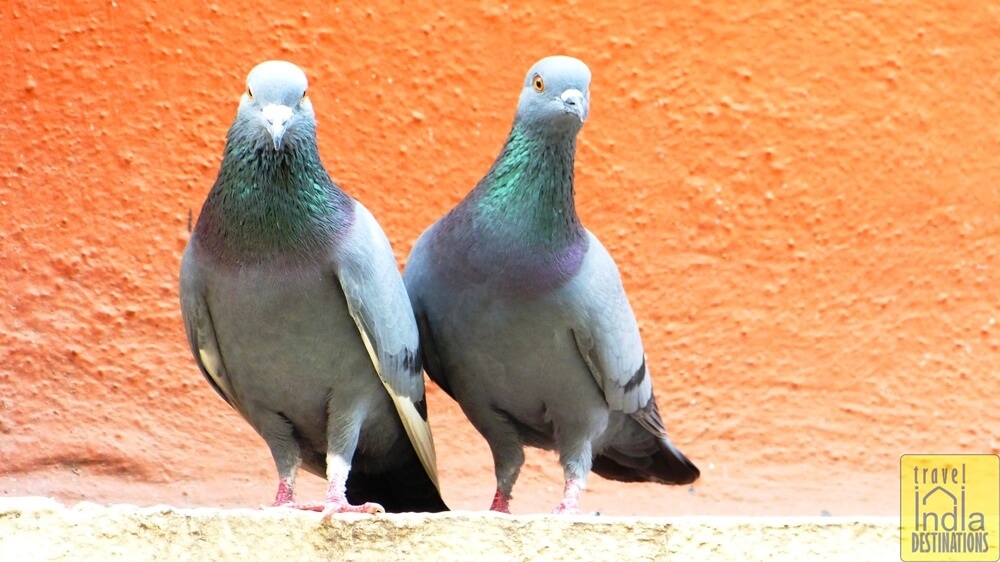 Indian Rock Pigeons