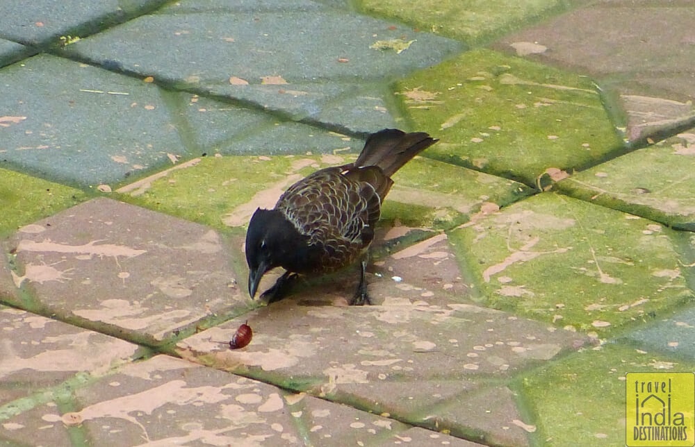 Red Vented Bulbul Foraging 
