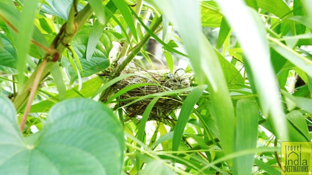 Red Vented Bulbul Nest