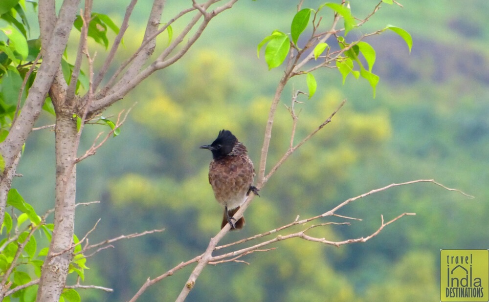 Red Vented Bulbul 