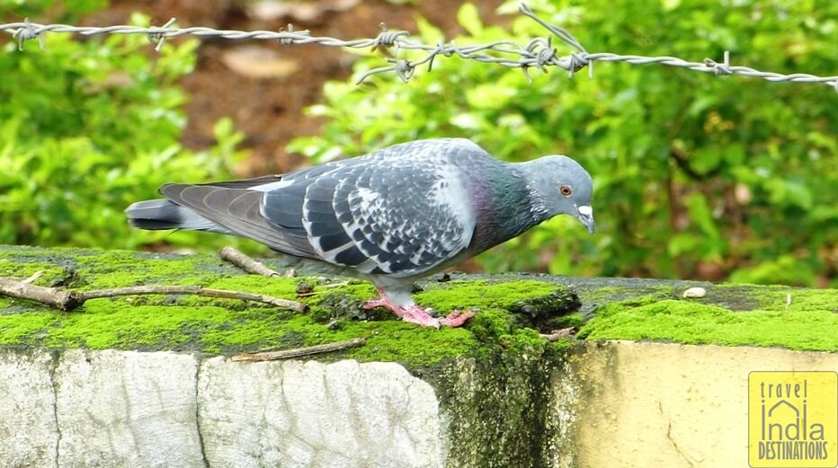 Rock Pigeon in Vasai