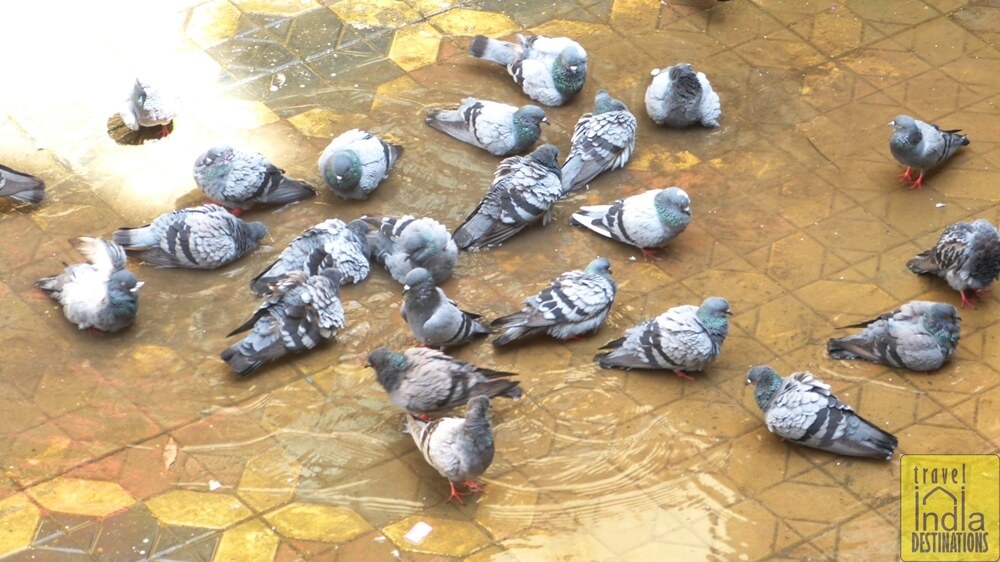 Rock Pigeons Bathing