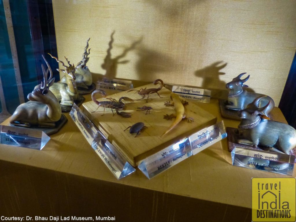 Animal horn at Bhau Daji Lad Museum