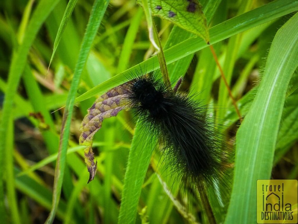 Hairy Black Caterpillar