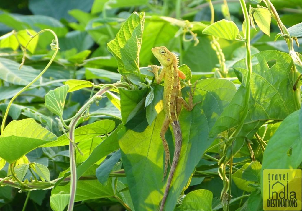 Juvenile Oriental Garden Lizard