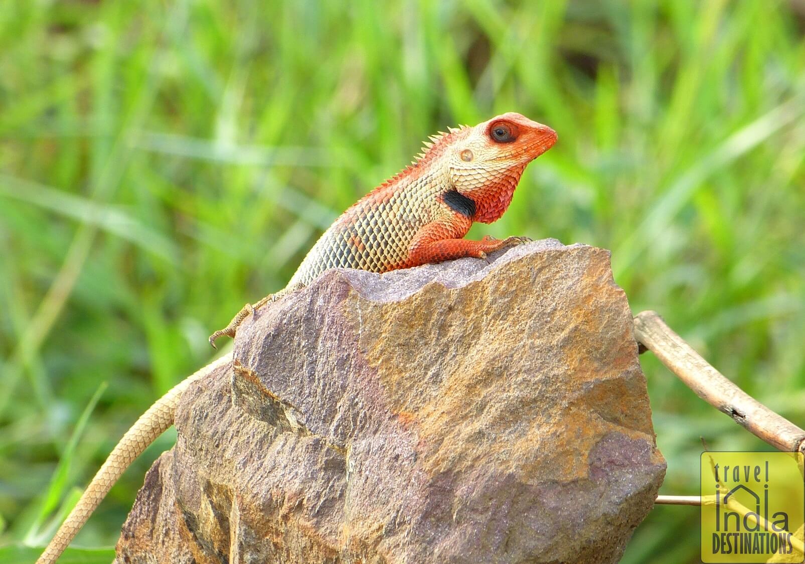 Oriental Garden Lizard Male During Breeding Season Travel India