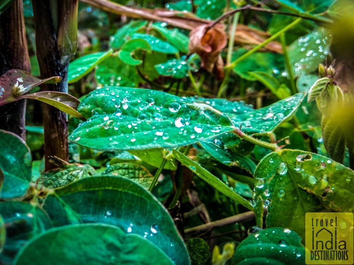 exploring nature during monsoon