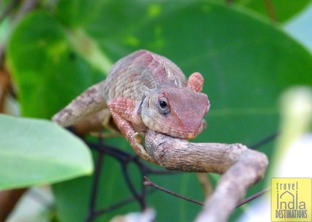 Young Oriental Garden Lizard