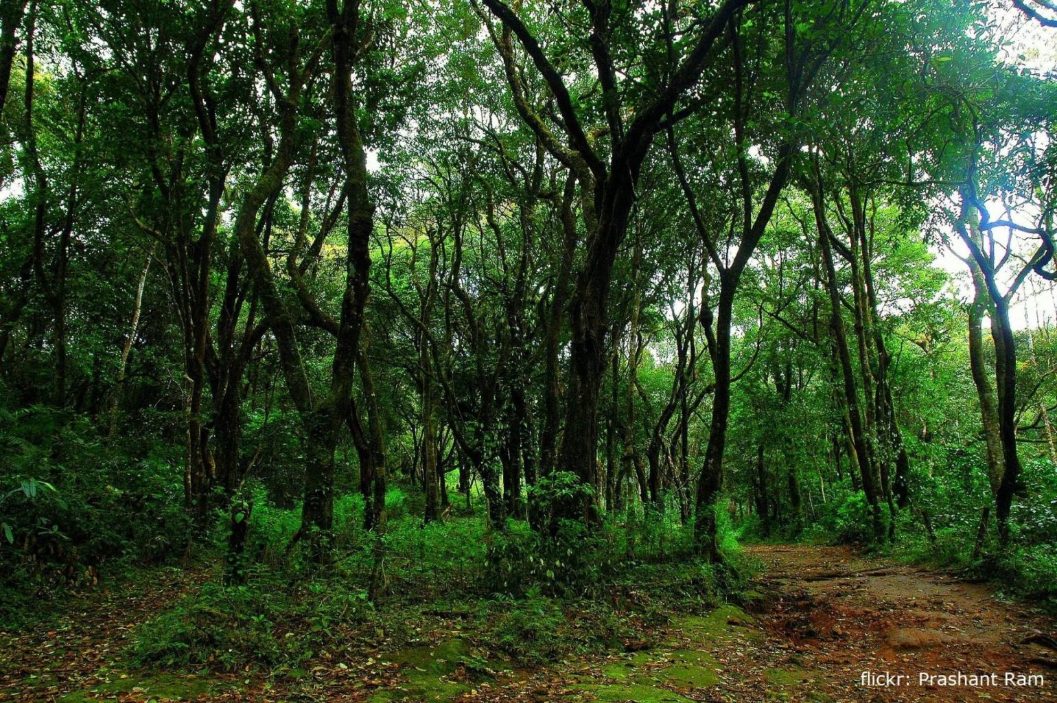 Nature-in-Coorg - Travel India Destinations