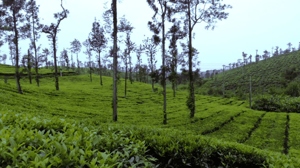 Tea plantation in Coorg