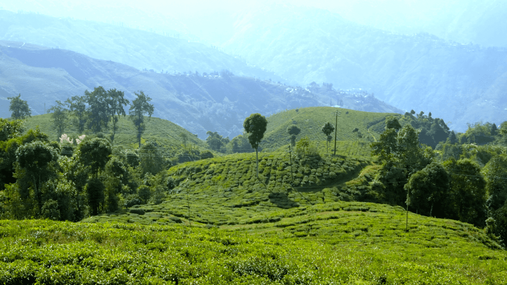 Tea plantation in Darjeeling