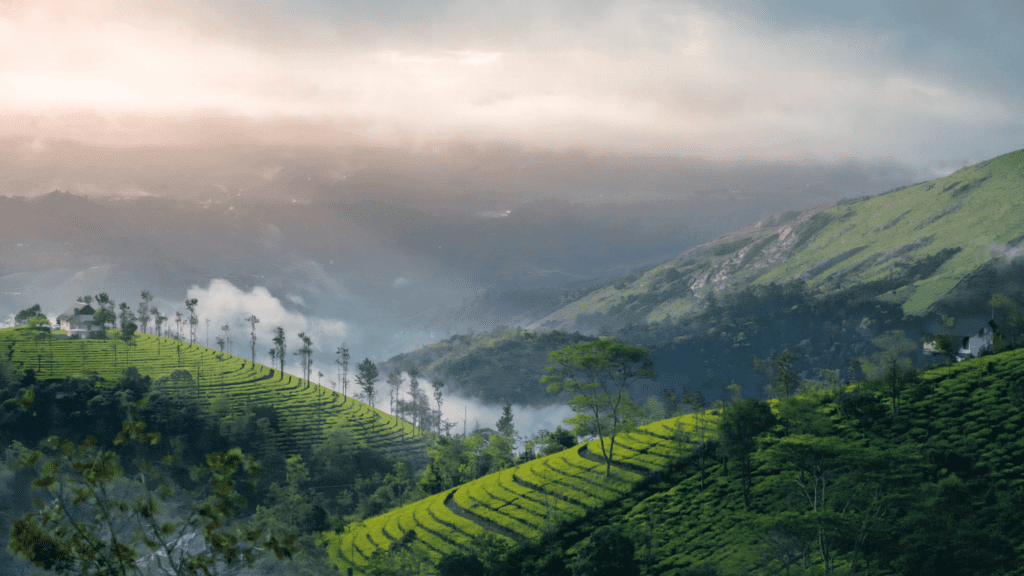 A panaromic view of Munnar Kerala