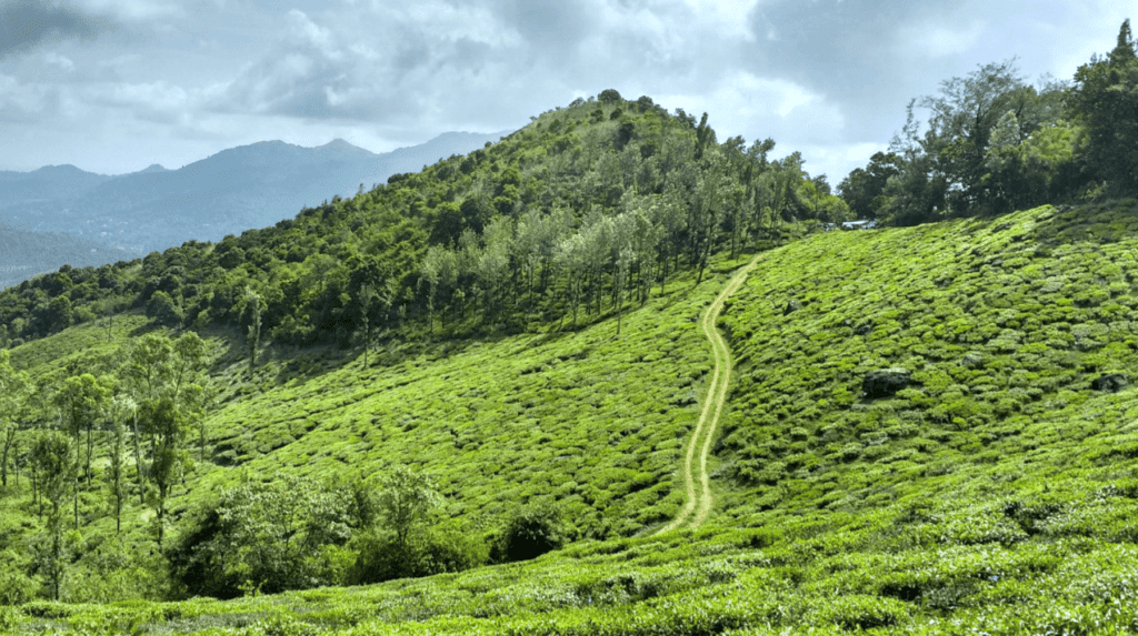 Lush greenery in Wayanad Kerala