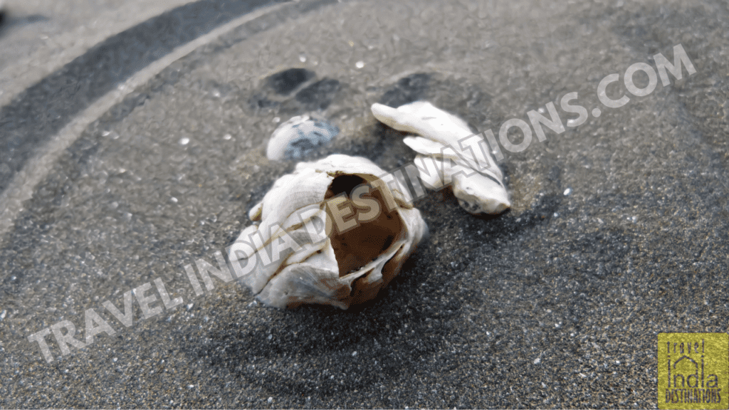 broken shells at Suruchi Beach