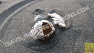 Suruchi Beach Vasai | How to Reach & Best Time to Visit