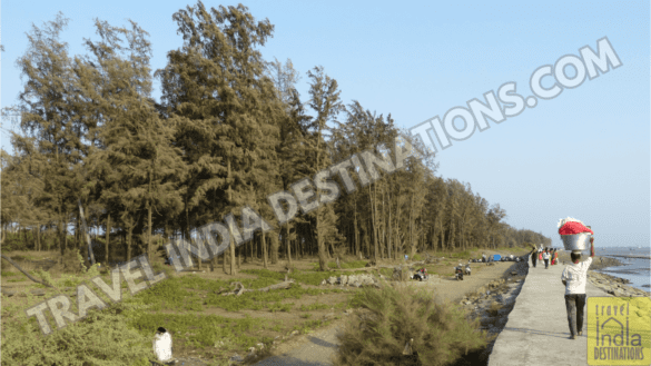 Suruchi Tree Suruchi Beach Vasai | How to Reach & Best Time to Visit