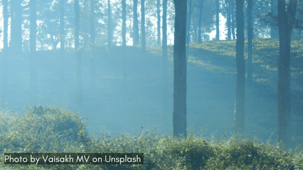 the misty forest view in Bandipur