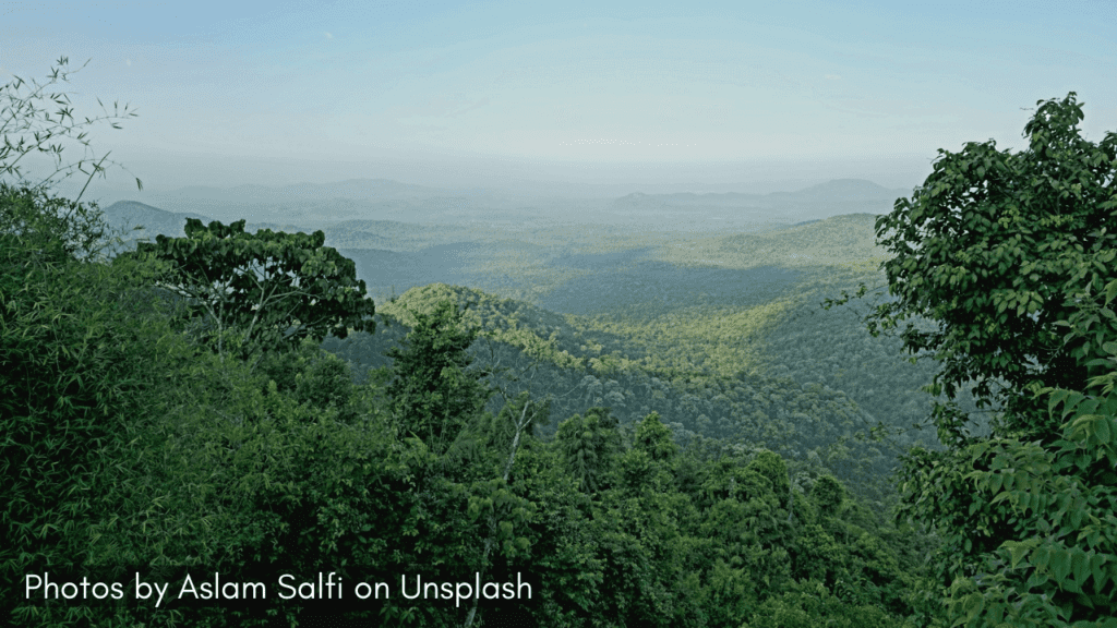 A view of Cotigao Wildlife Sanctuary