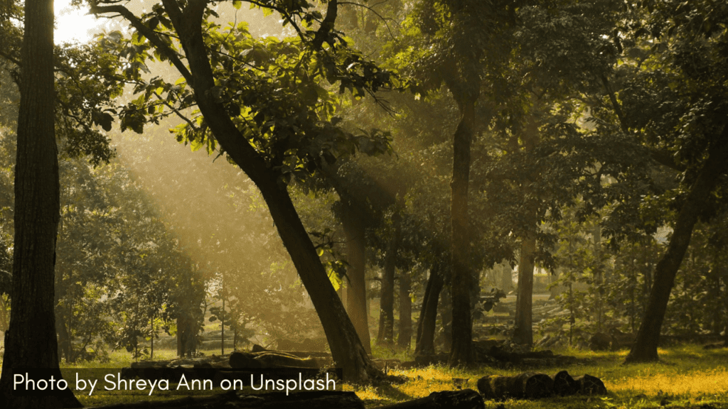 Sunrays penetrating the forest in Dandeli