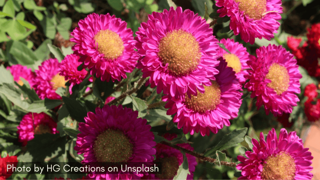 flowers in nursery at saputara hill station gujarat