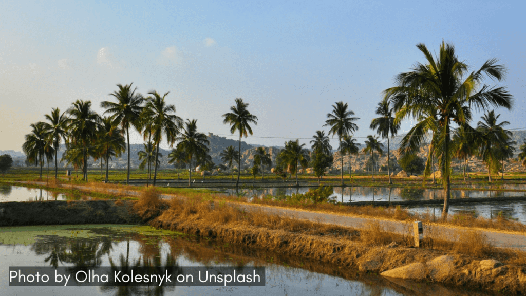 Coconut trees in Hampi