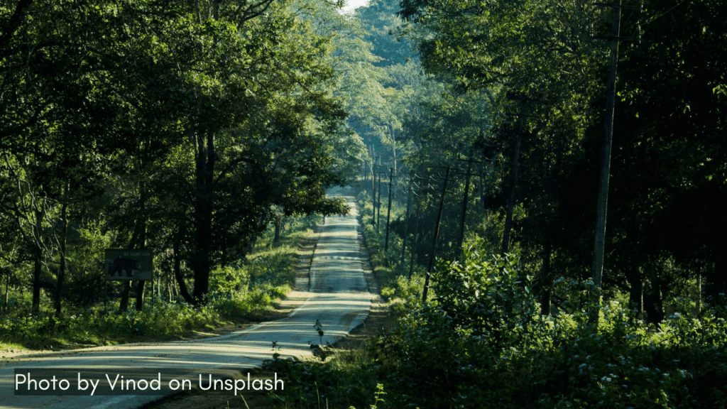 A single road passing through the Kabini forest one of the monsoon places in Karnataka