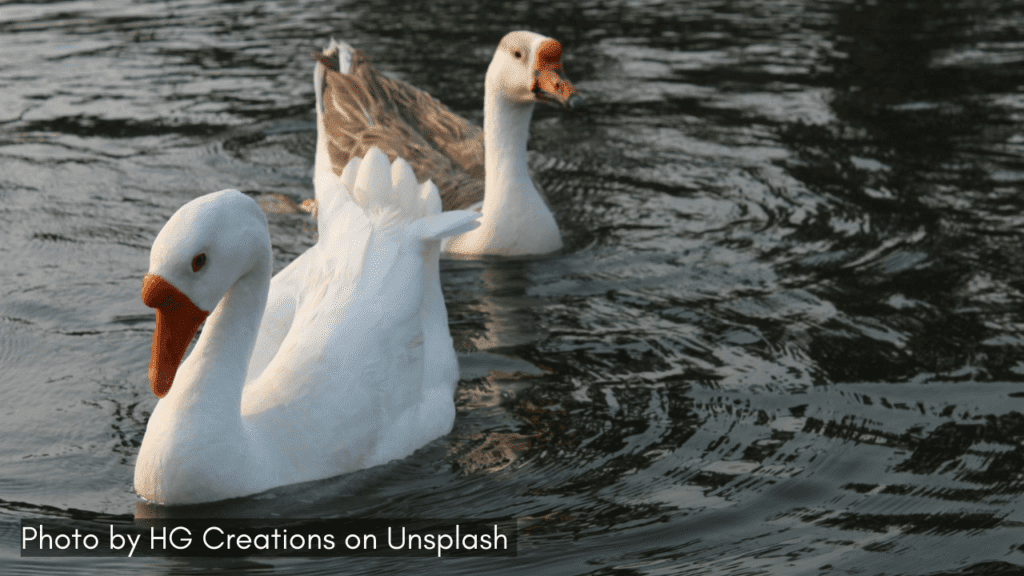 ducks in saputara lake gujarat