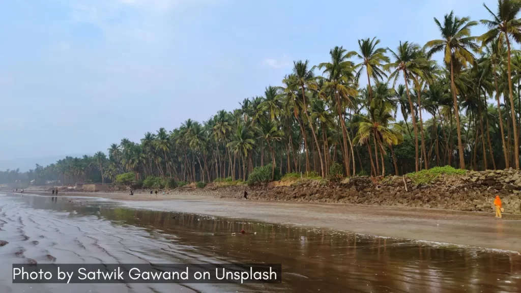 coconut groves at nandgaon beach one of the beautiful konkan beaches