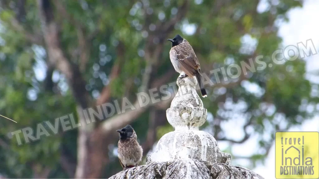 birds at saheliyon ki bari garden in udaipur