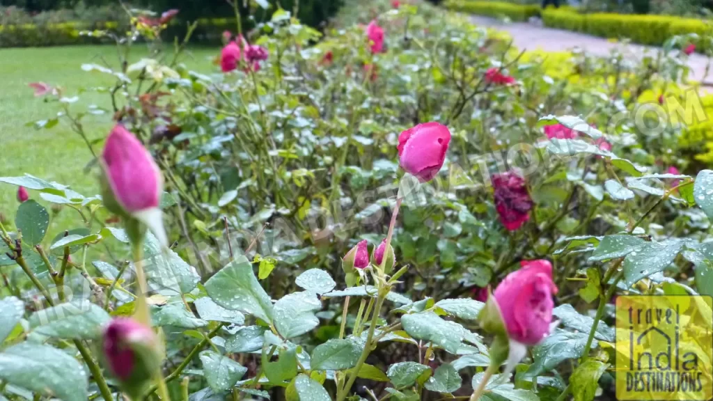 roses at saheliyon ki bari udaipur