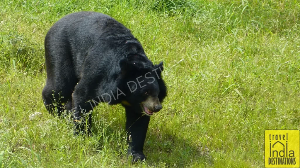 one of the things to do in Udaipur is visiting the Sajjangarh Biological Park