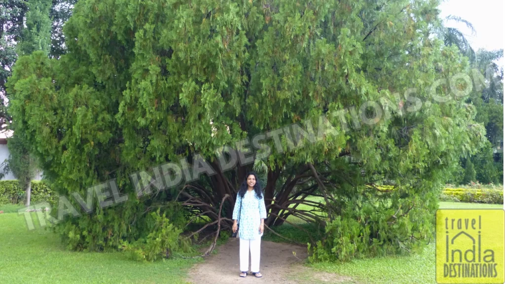 sarah before a weird tree in udaipur garden