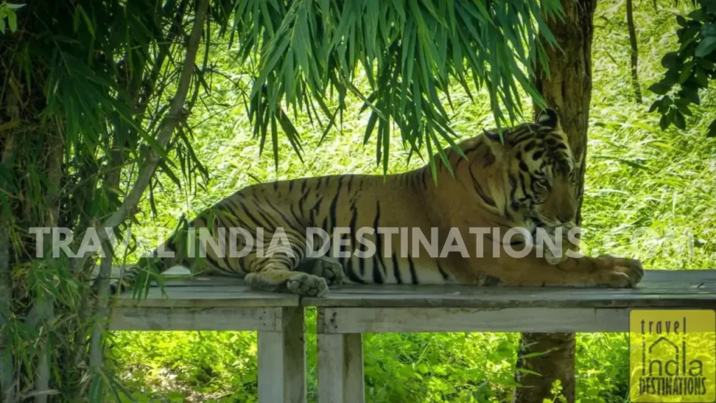 bengal tiger relaxing in shade at sajjangarh biological park udaipur