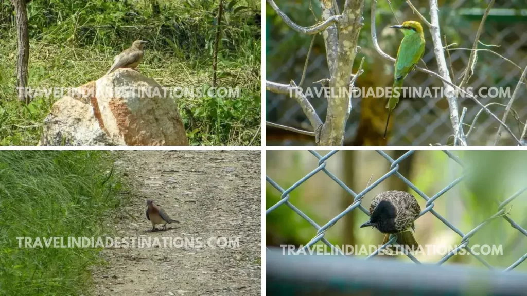 multiple images of birds at sajjangarh biological park udaipur