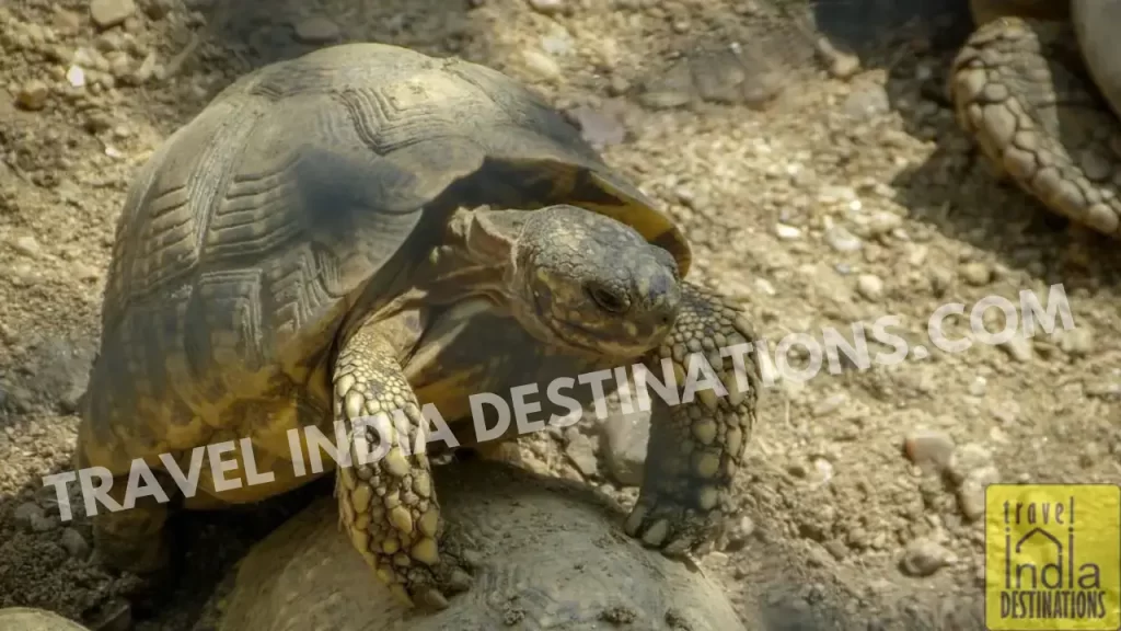 indian star tortoise at udaipur biological park