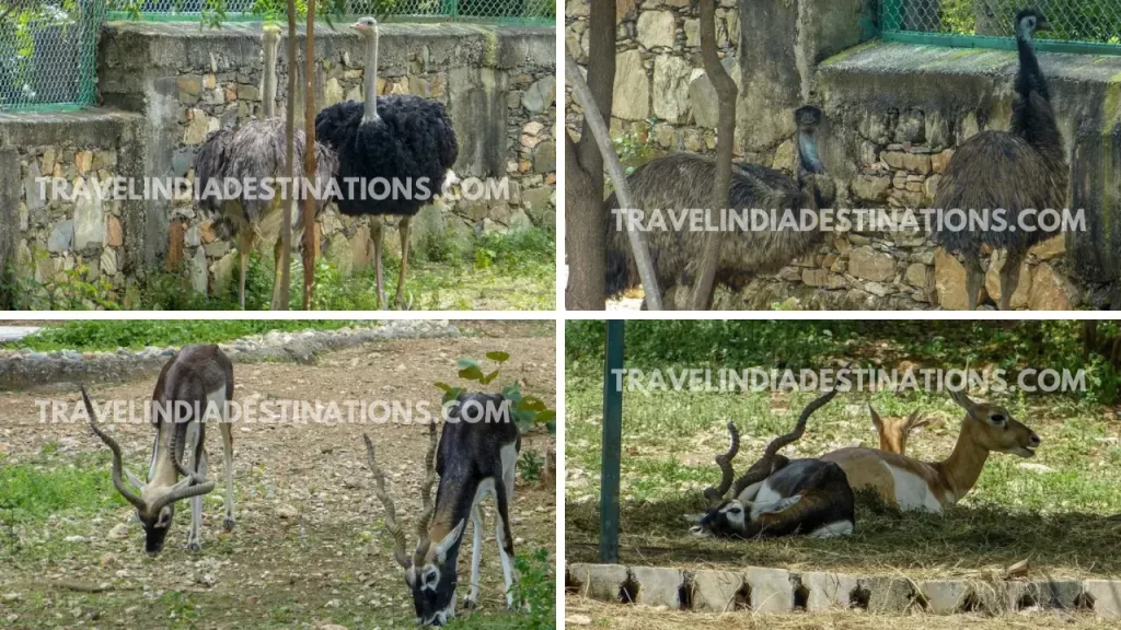 ostrich emu and black bucks at sajjangarh biological park