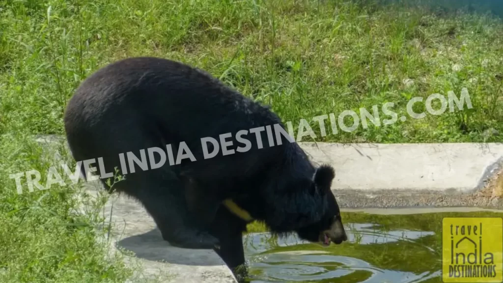 sloth bear drinking water at sajjangarh wildlife park