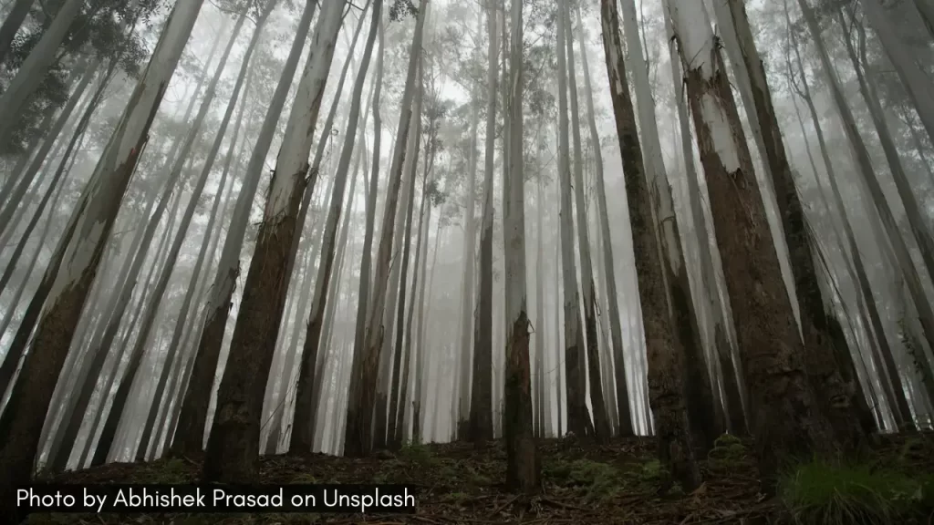 a view of eucalyptus forest in kodaikanal