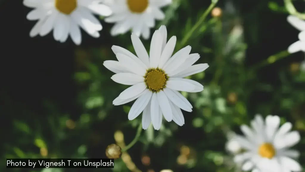 daisy flowers in kodaikanal tamil nadu