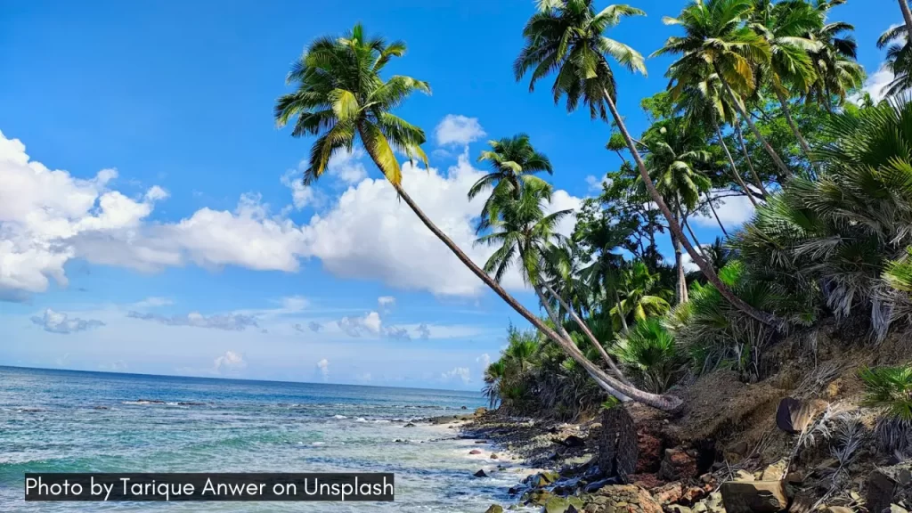 coconut trees near the shore on andaman and nicobar islands which is one of the best places to visit in january