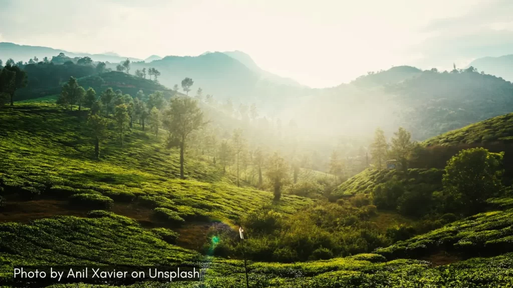 a scenic view in wayanad one of the best honeymoon places in india