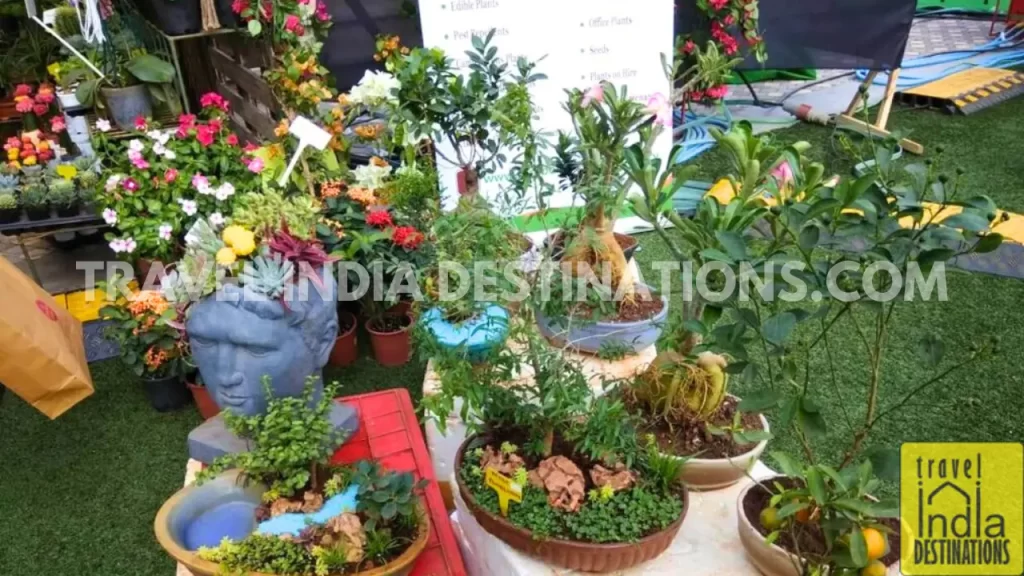 pots and plants at The Lil Flea Market Mumbai