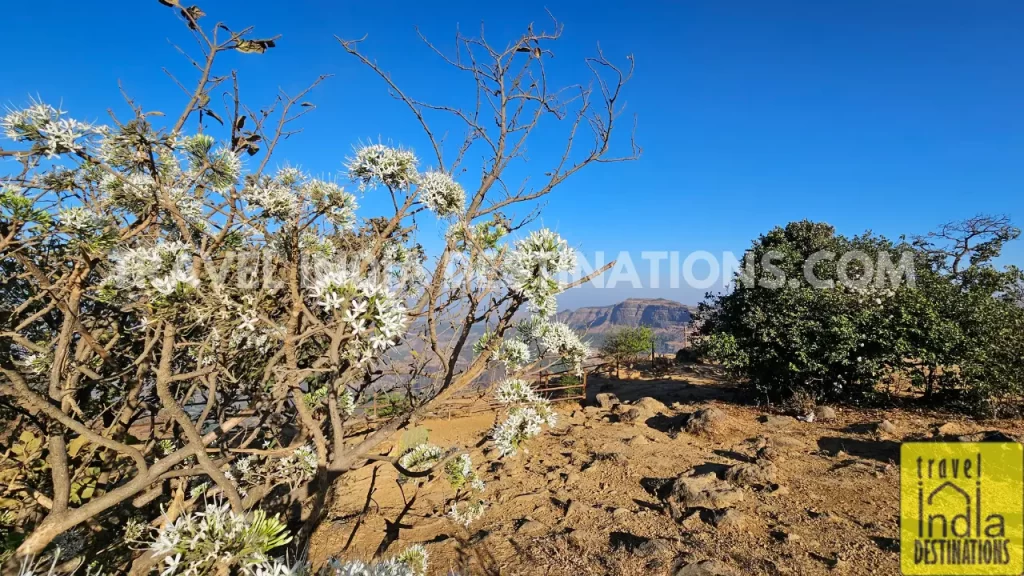 White flowers contrasting the clear blue summer sky at Tiger Point