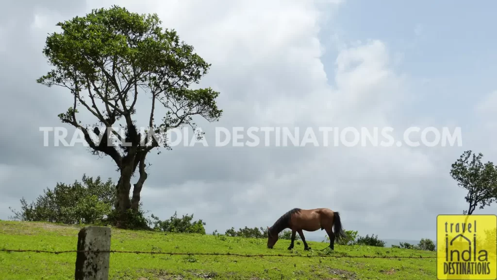 A view of pony grazing in the field with a tree and monsoon clouds in the sky