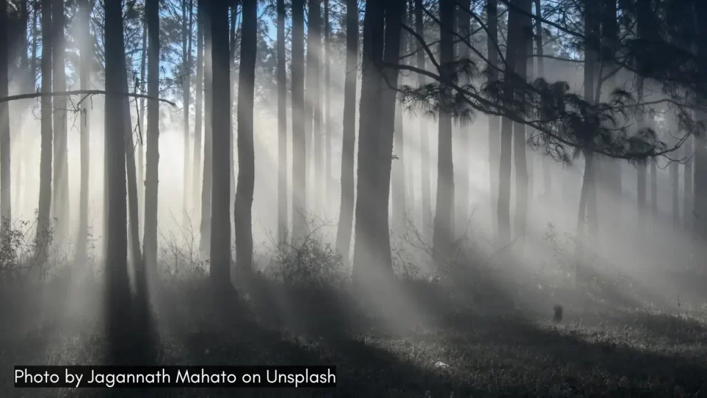 A shot of sunlight penetrating the forest near Netarhat Jharkhand one of the best places in India to visit in July.